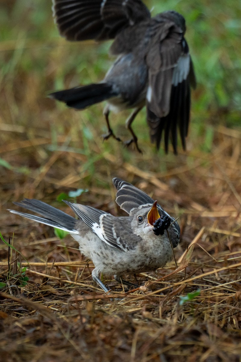 Northern Mockingbird - ML621475548