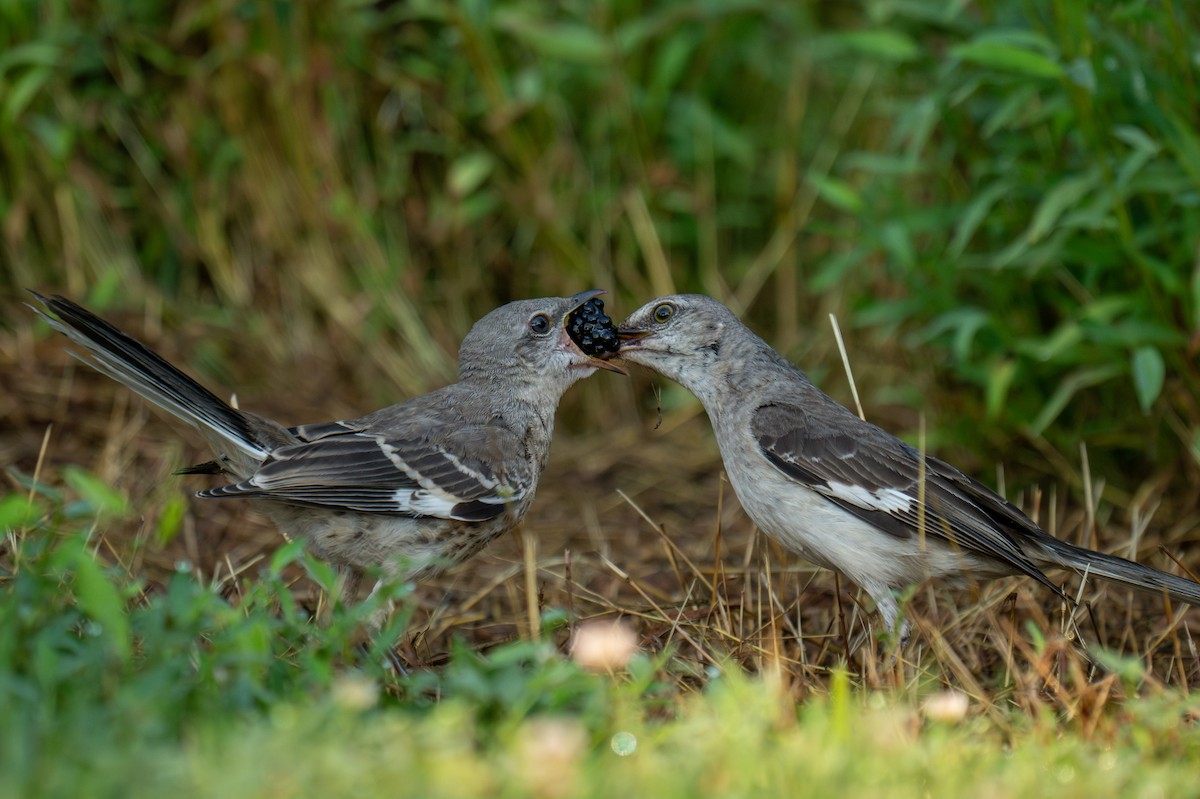 Northern Mockingbird - ML621475553