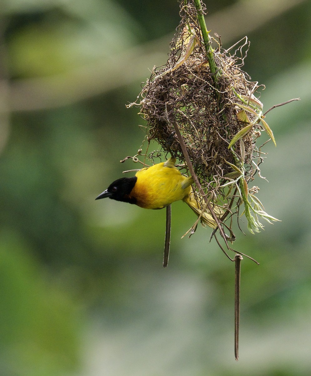 Strange Weaver - ML621475559