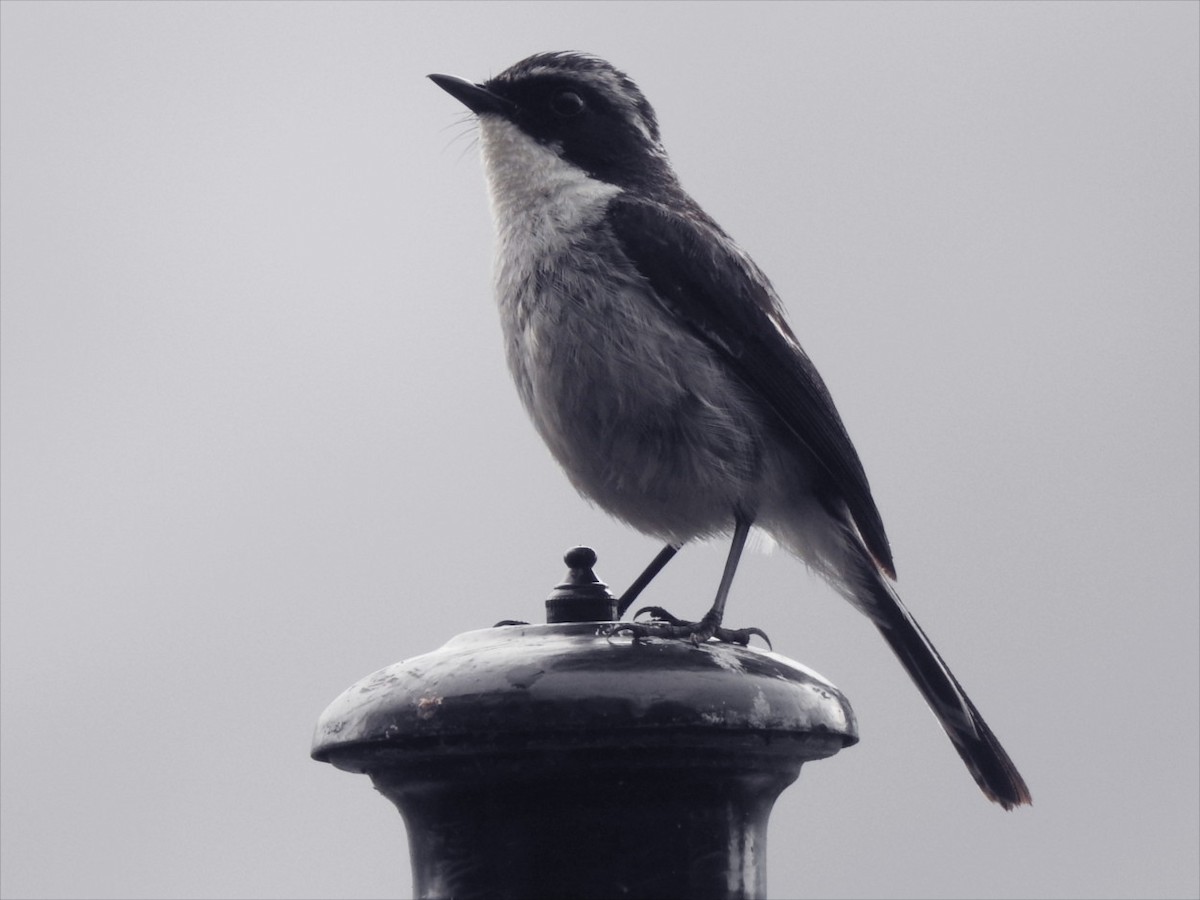 Gray Bushchat - ML621475576