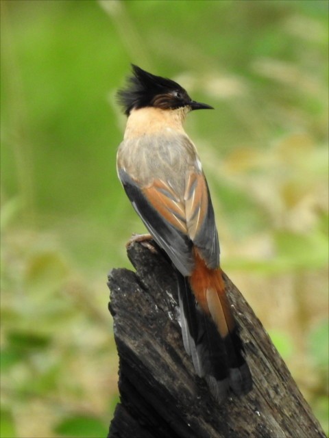 Rufous Sibia - ML621475585