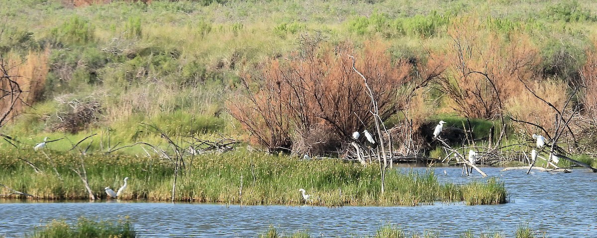 Snowy Egret - ML621475593