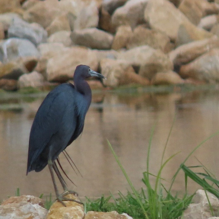 Little Blue Heron - ML621475600