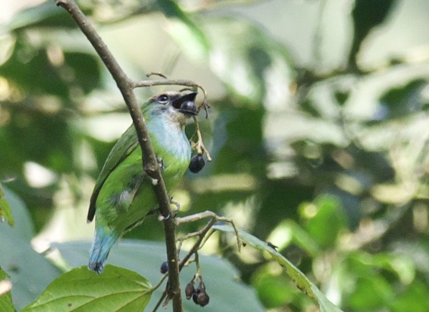 Grauer's Broadbill - ML621475652