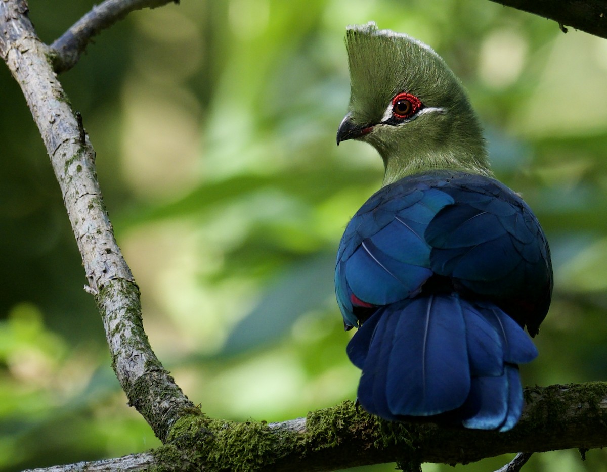 Black-billed Turaco - ML621475686