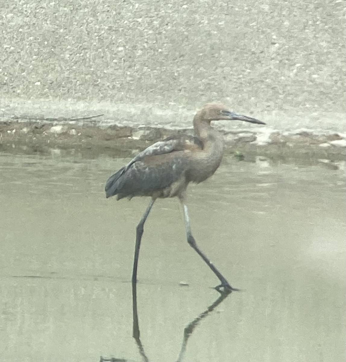 Reddish Egret - ML621475701