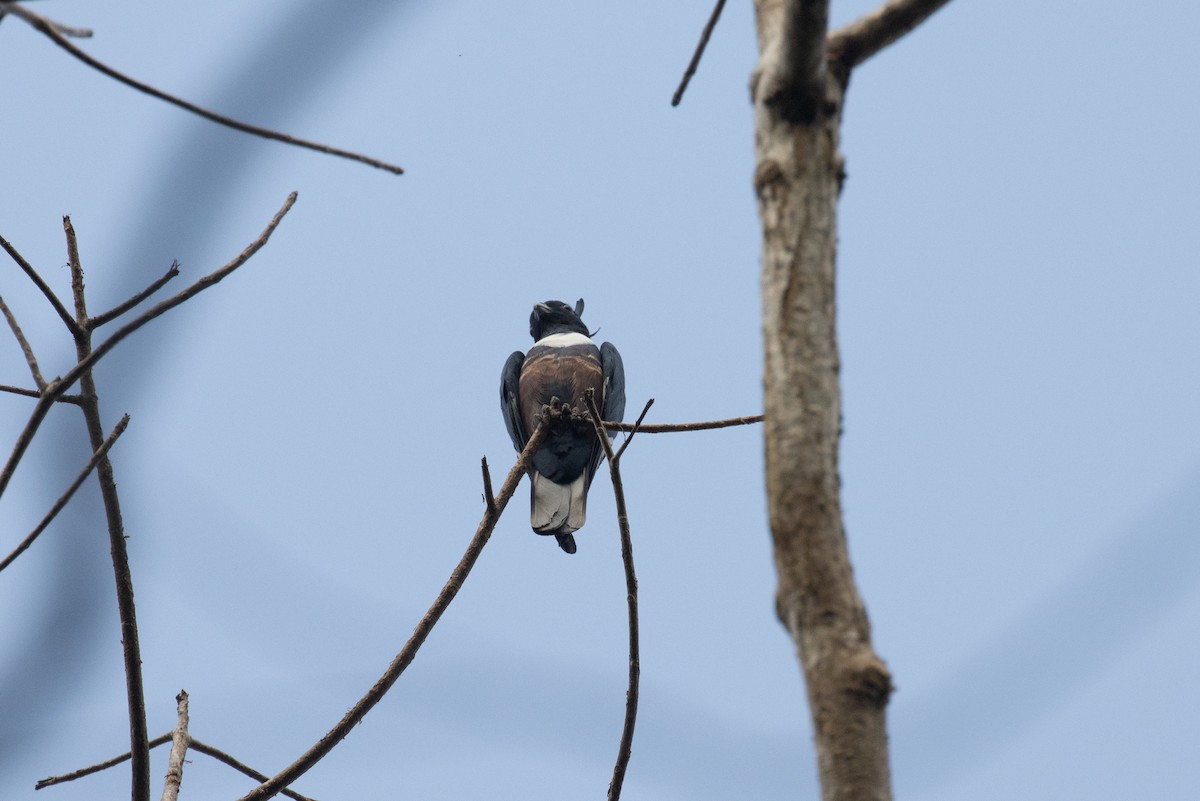 Black Baza - Kalpesh Krishna