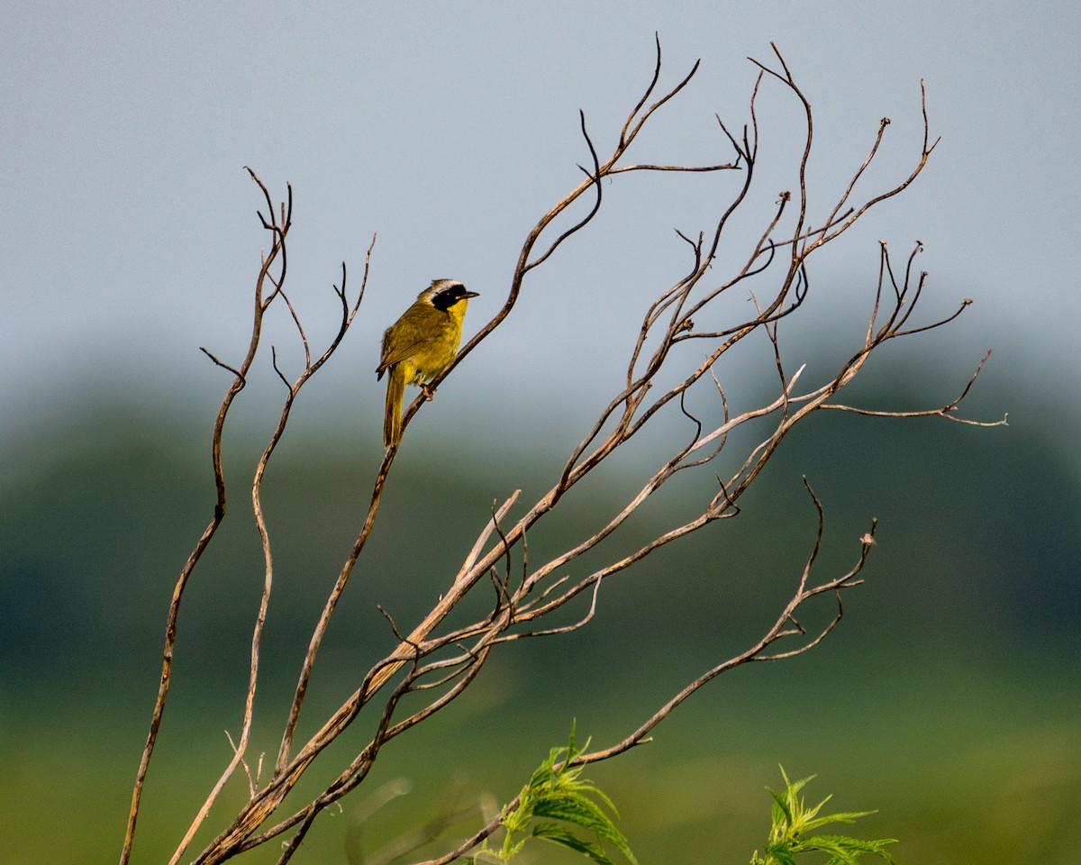 Common Yellowthroat - ML621475894
