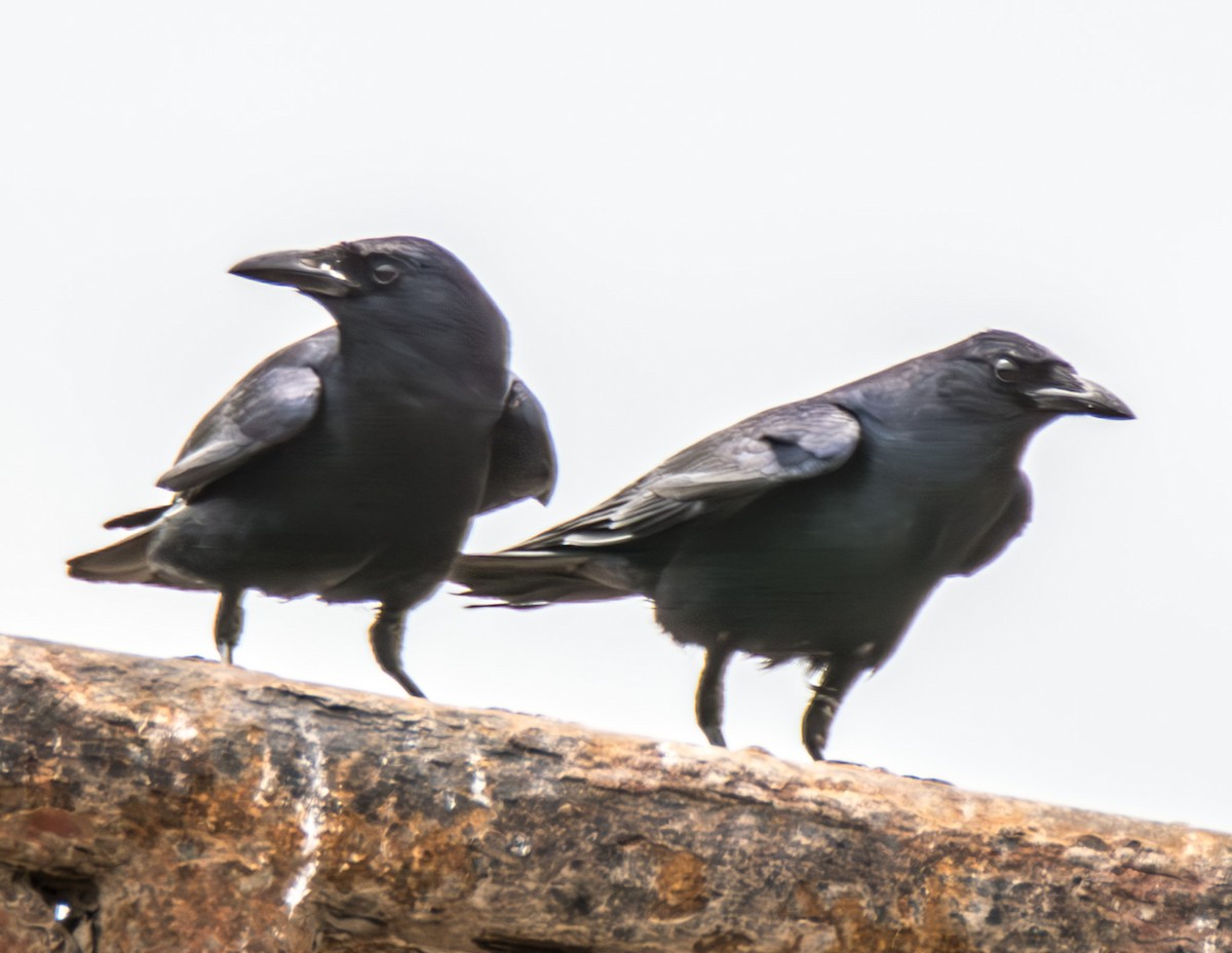 Tamaulipas Crow - ML621475910