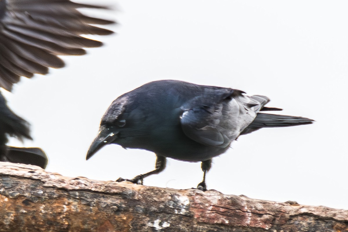 Tamaulipas Crow - ML621475912