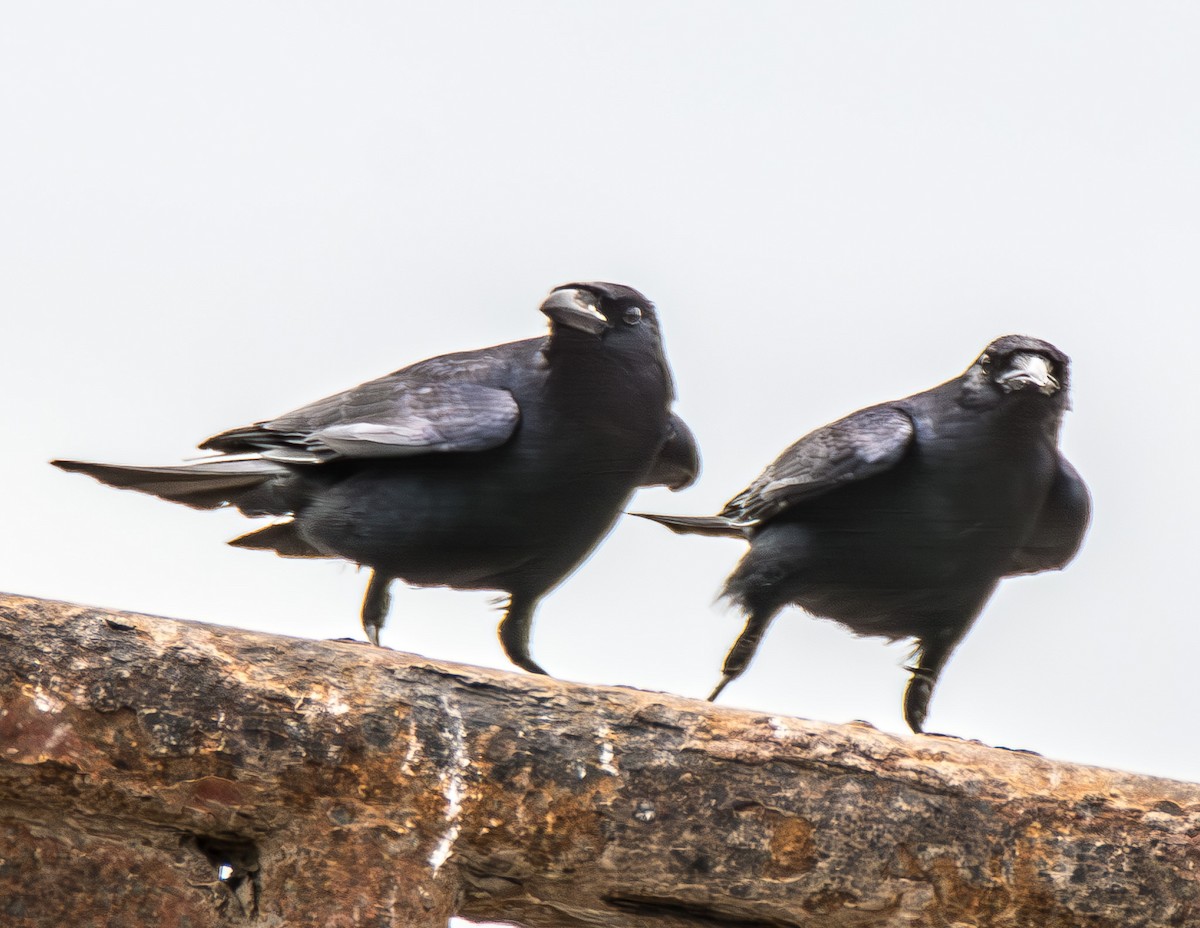 Tamaulipas Crow - ML621475913