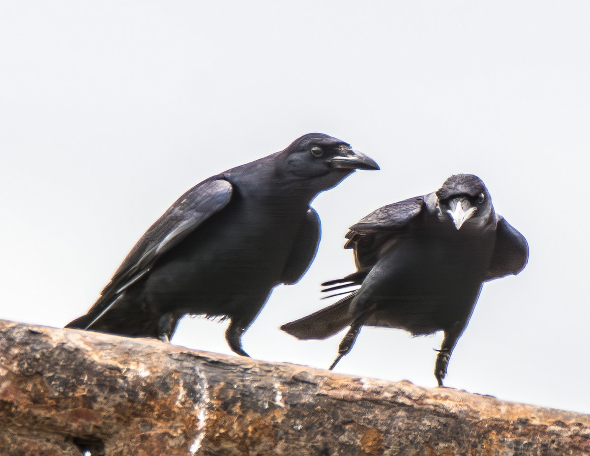 Tamaulipas Crow - ML621475917