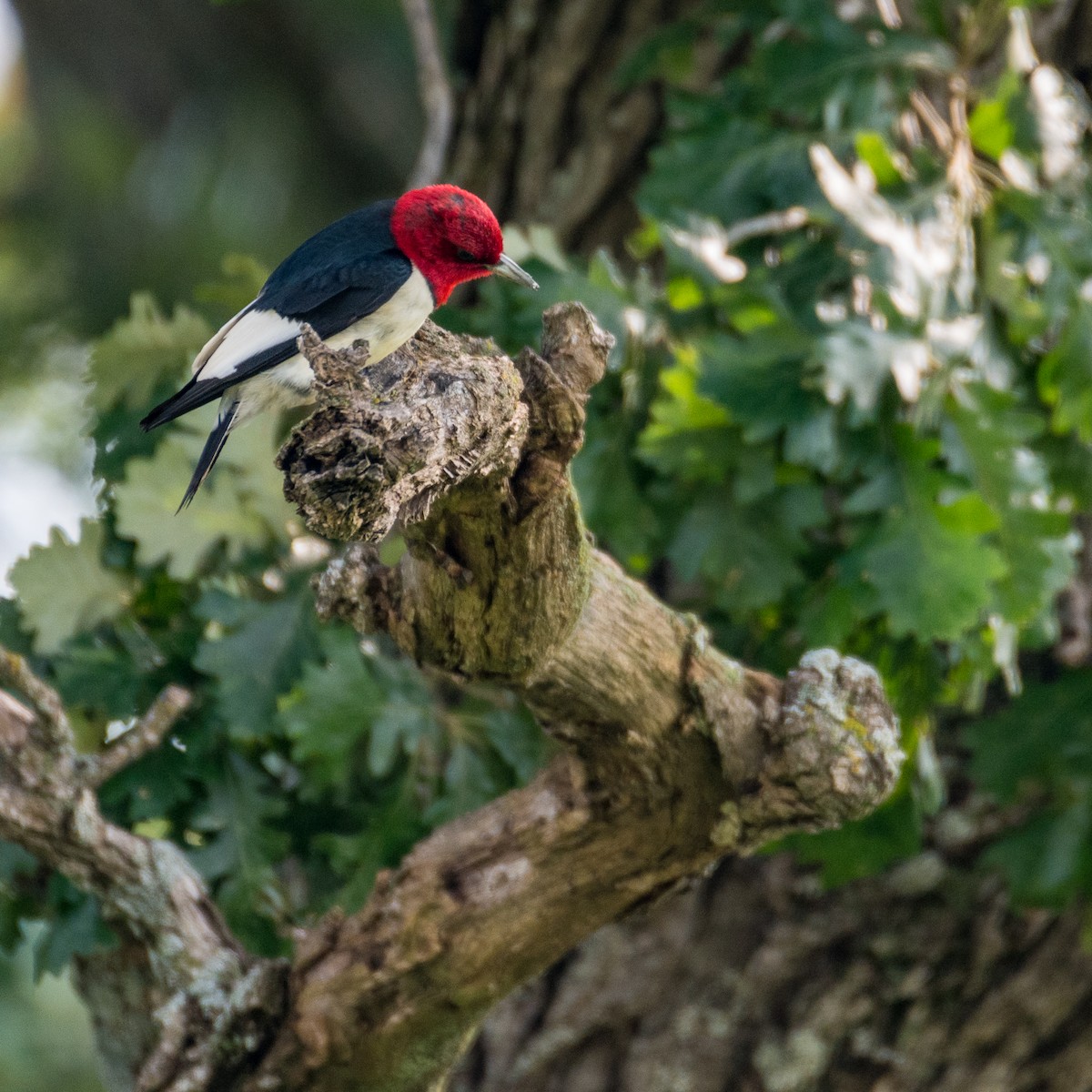 Red-headed Woodpecker - ML621475943