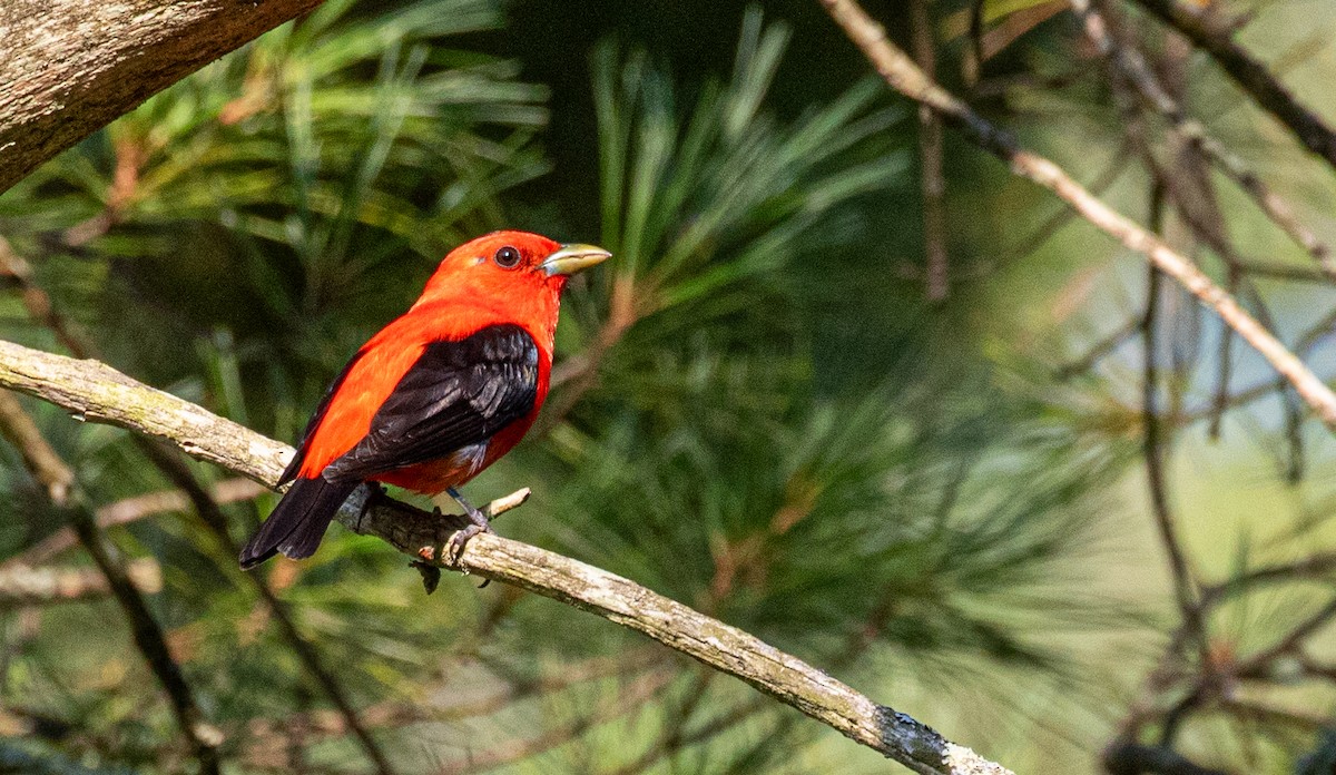 Scarlet Tanager - ML621475959