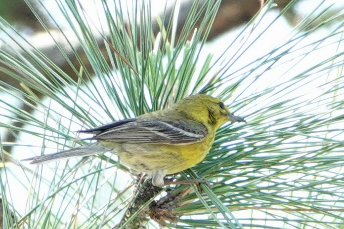 Pine Warbler - ML621475981