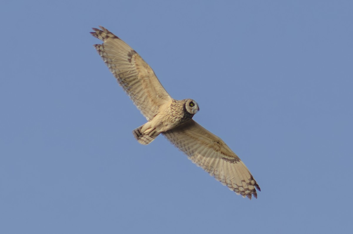 Short-eared Owl - ML621476041