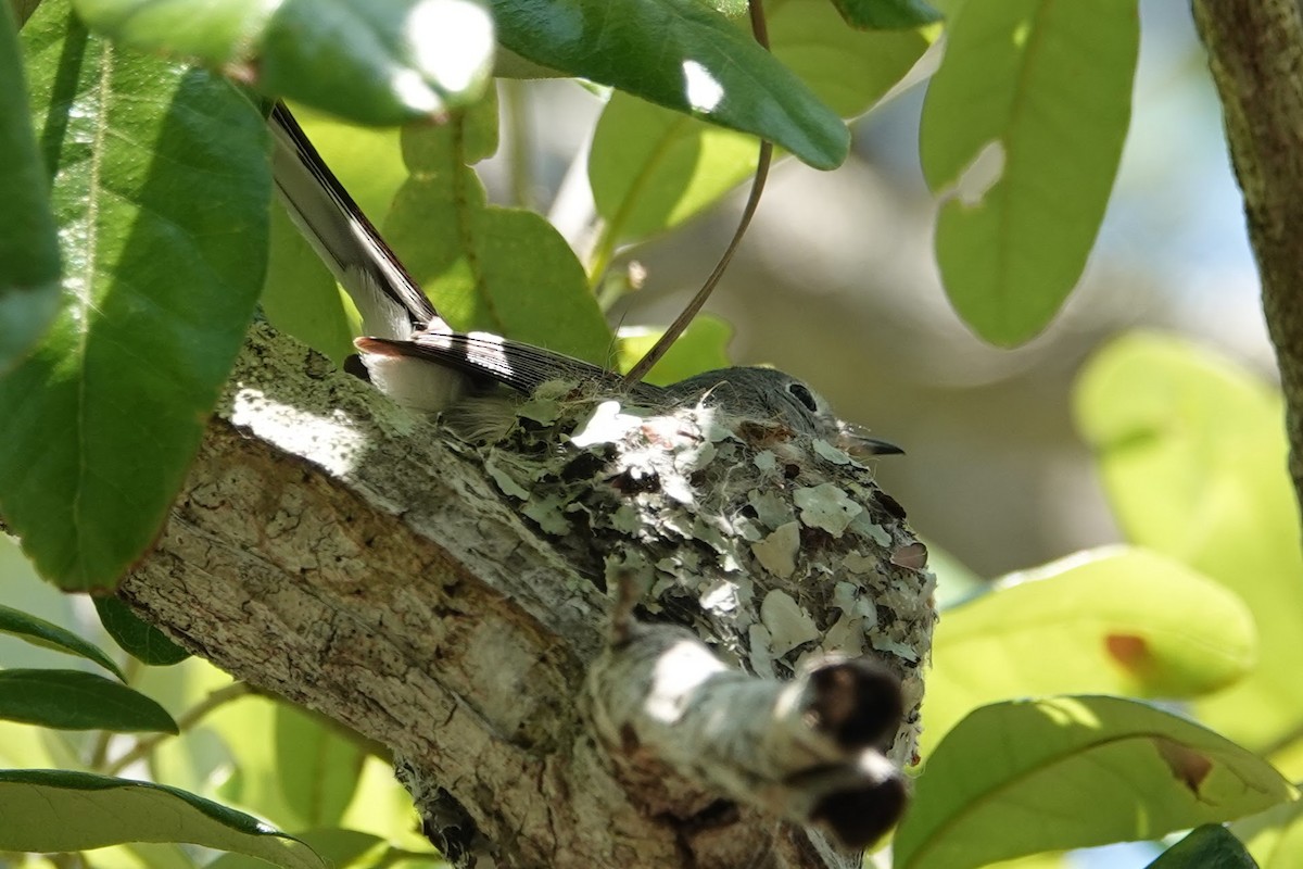 Blue-gray Gnatcatcher - ML621476117