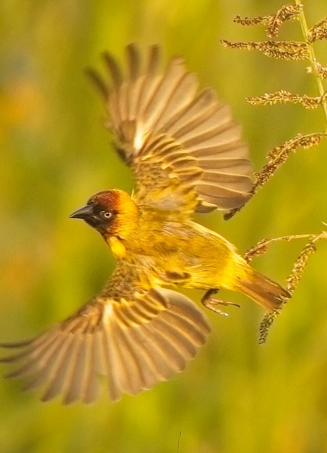 Northern Masked-Weaver - ML621476162