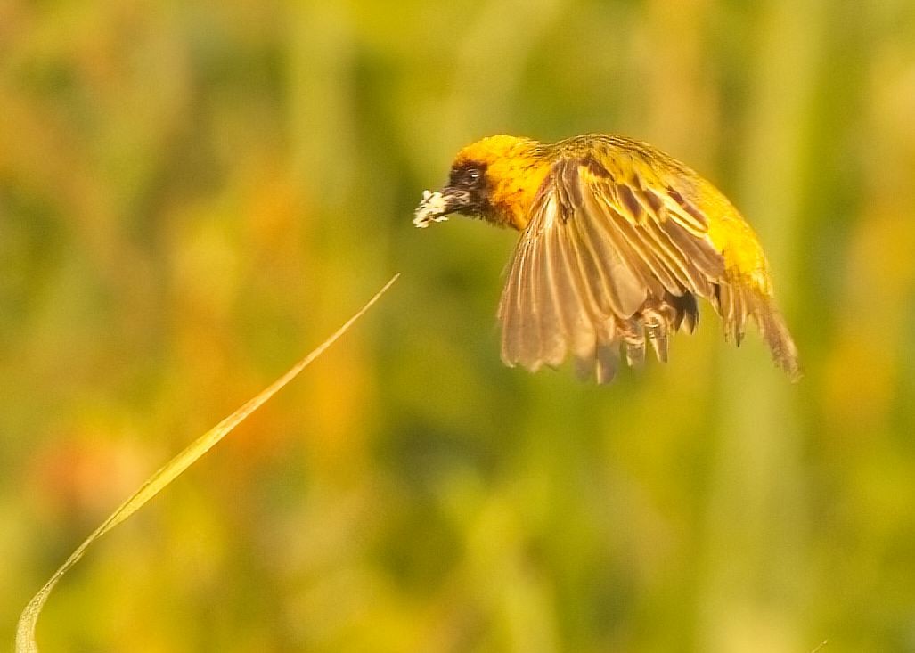 Northern Masked-Weaver - ML621476163