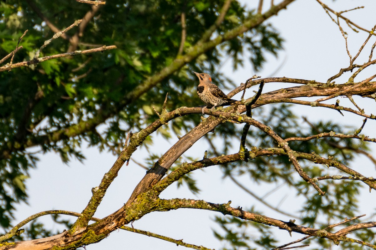 Northern Flicker - ML621476176