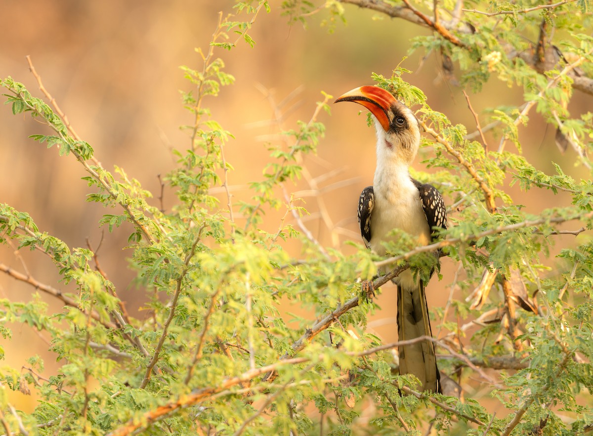 Jackson's Hornbill - ML621476195