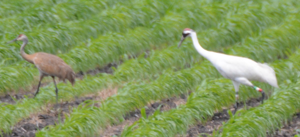 Whooping Crane - Tanya Smythe