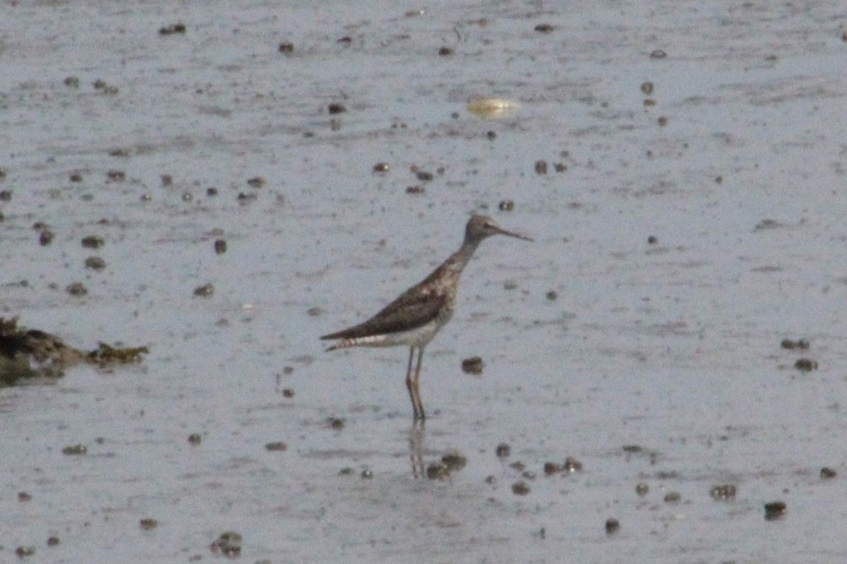 Lesser Yellowlegs - Brian Danforth