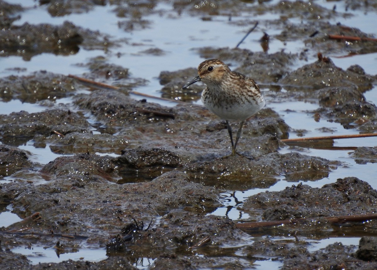 Least Sandpiper - ML621476235