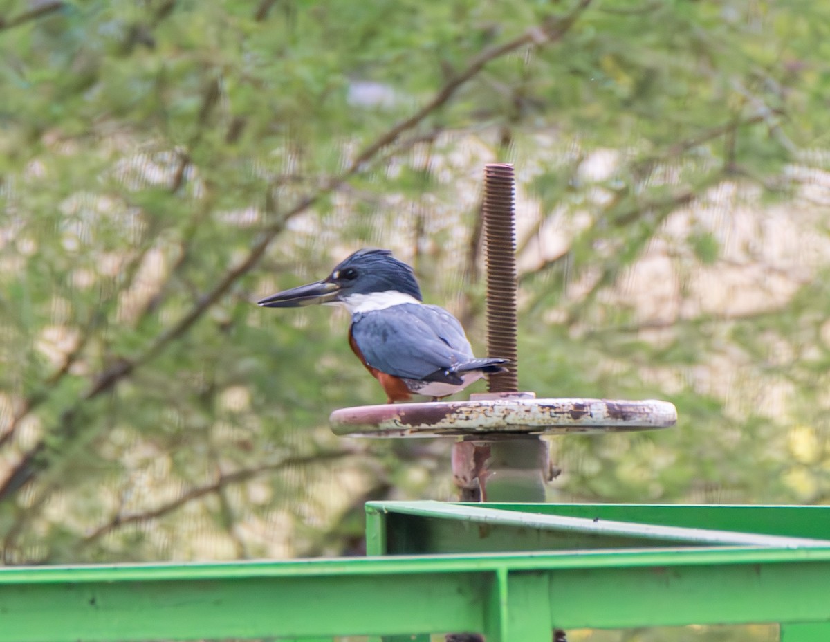 Ringed Kingfisher - ML621476247