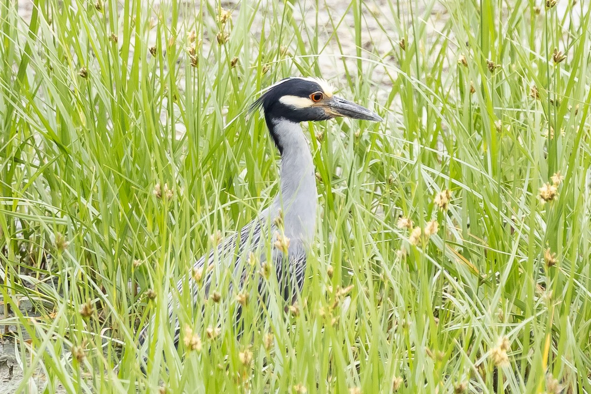 Yellow-crowned Night Heron - ML621476391