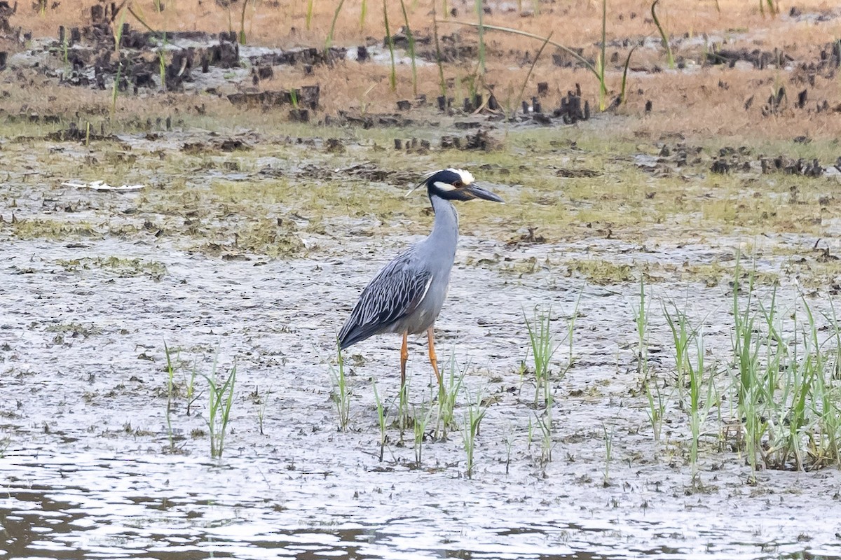 Yellow-crowned Night Heron - ML621476392