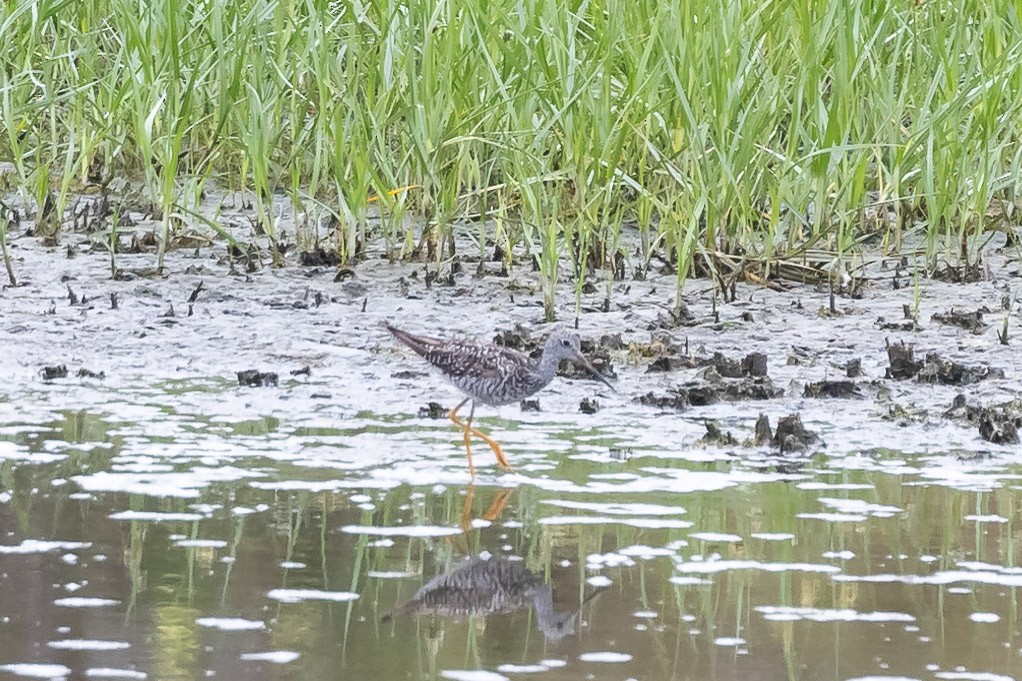 Greater Yellowlegs - ML621476410