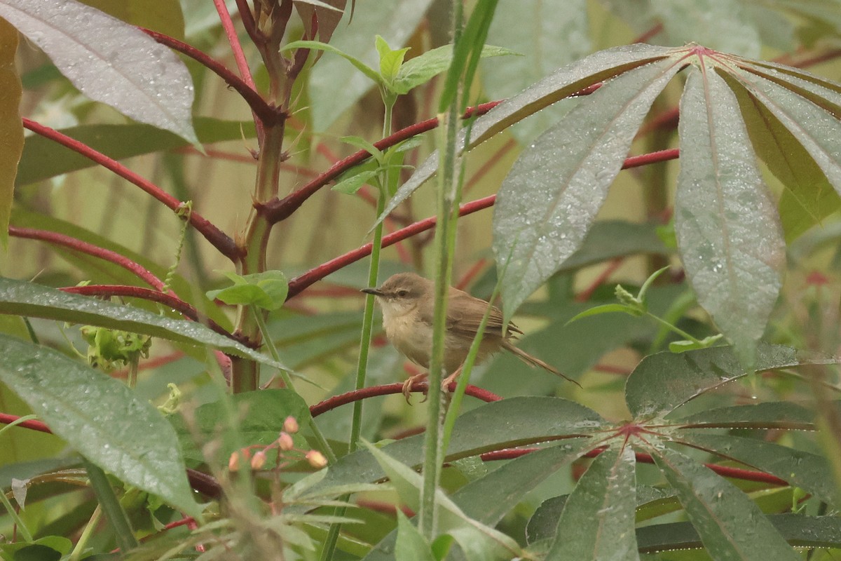 Prinia Modesta - ML621476505