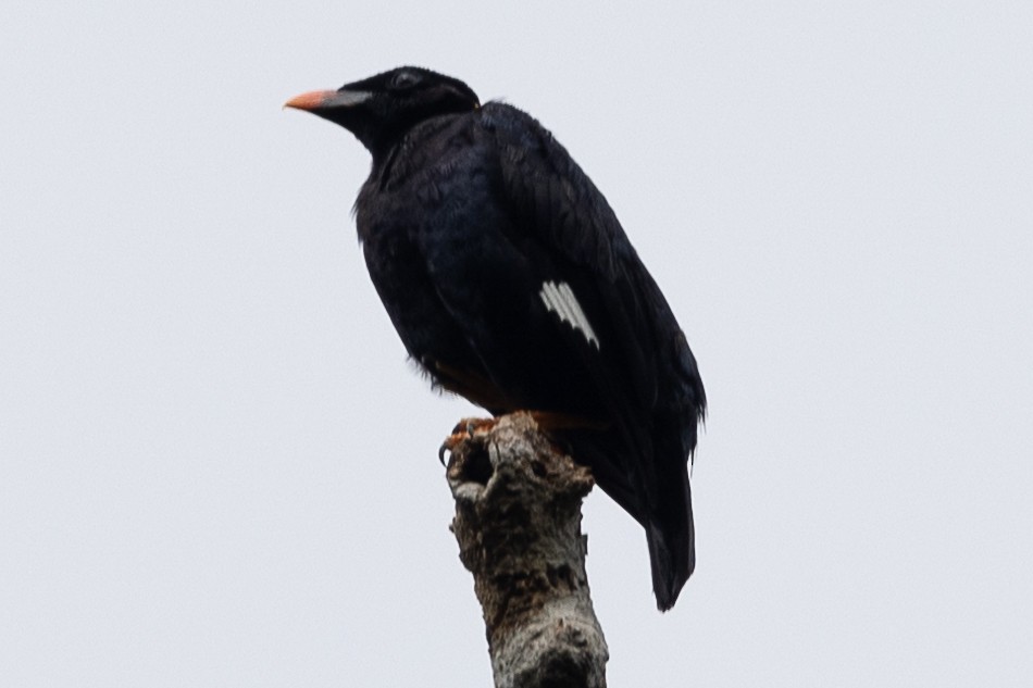 Sri Lanka Myna - ML621476520