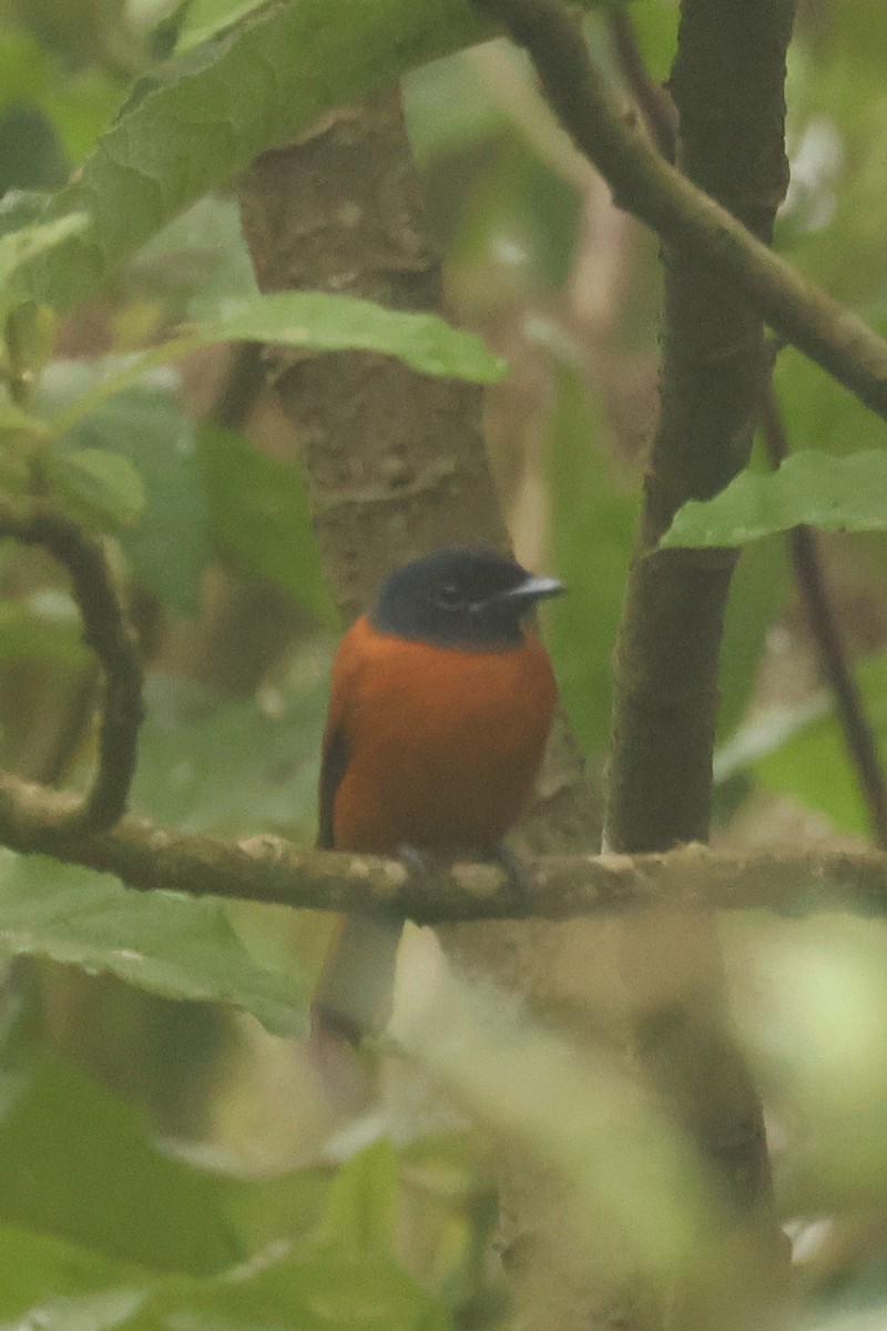 Black-headed Paradise-Flycatcher - ML621476529