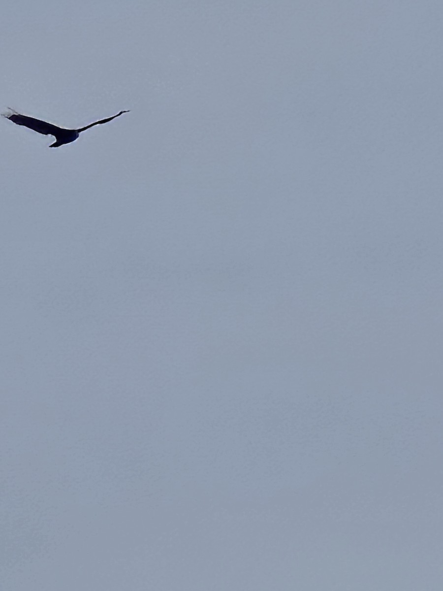 Turkey Vulture - Thomas Logan