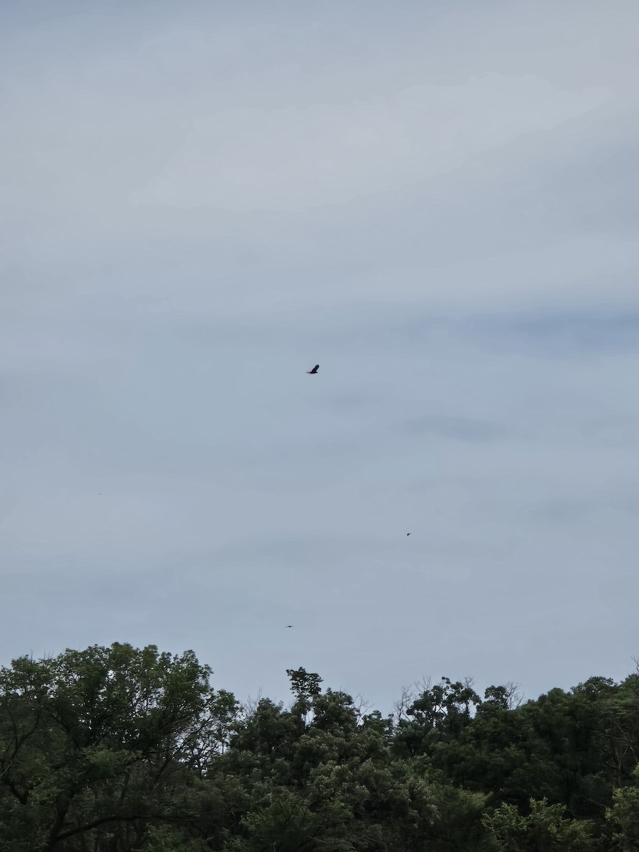 Turkey Vulture - ML621476638