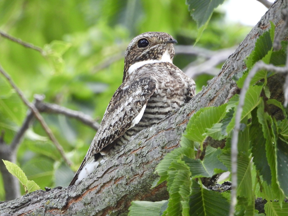 Common Nighthawk - ML621476673