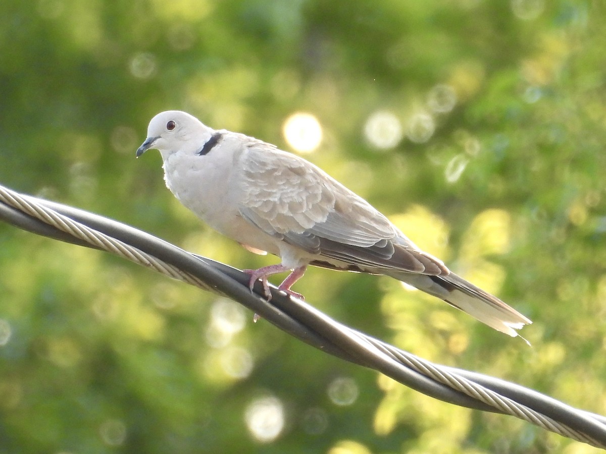 Eurasian Collared-Dove - ML621476685