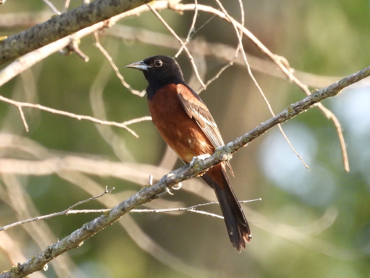 Orchard Oriole - ML621476692