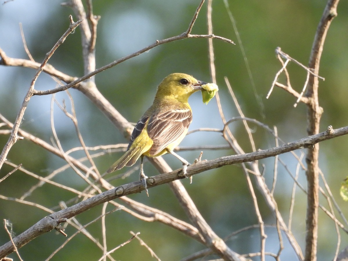 Orchard Oriole - Hallie Kretsinger