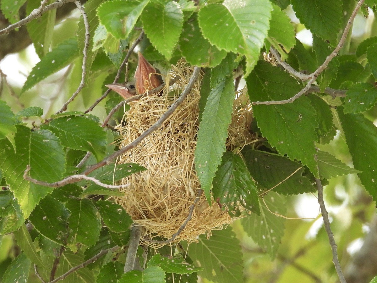 Orchard Oriole - ML621476694