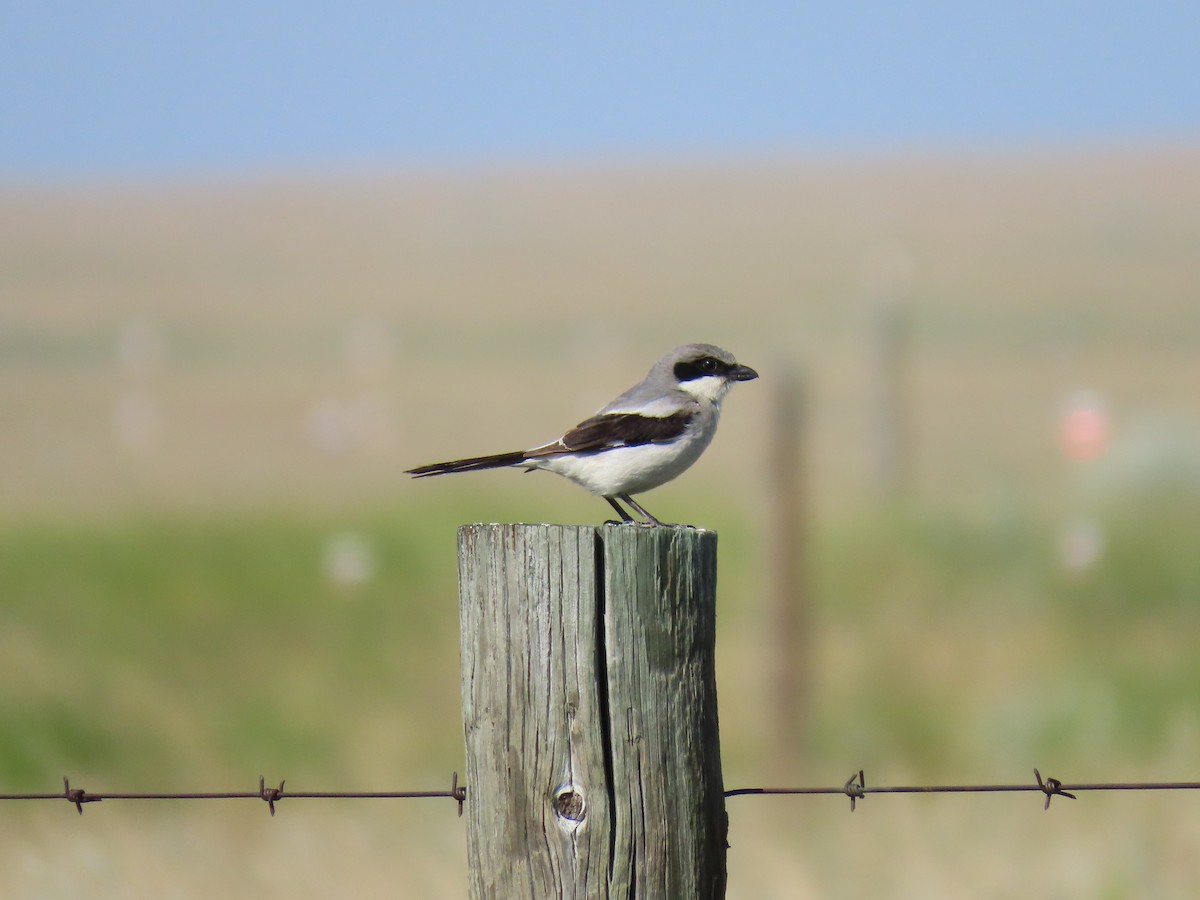 Loggerhead Shrike - Ken Orich