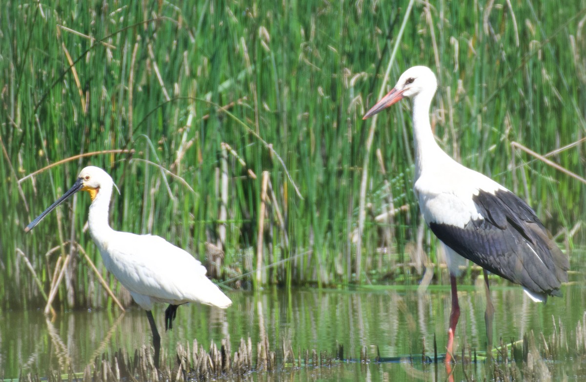 Eurasian Spoonbill - ML621476730