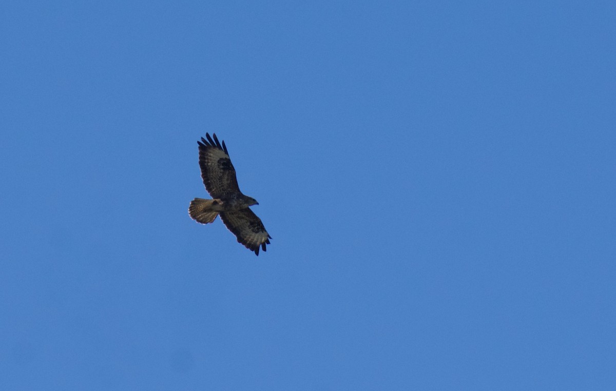 Common Buzzard - ML621476733