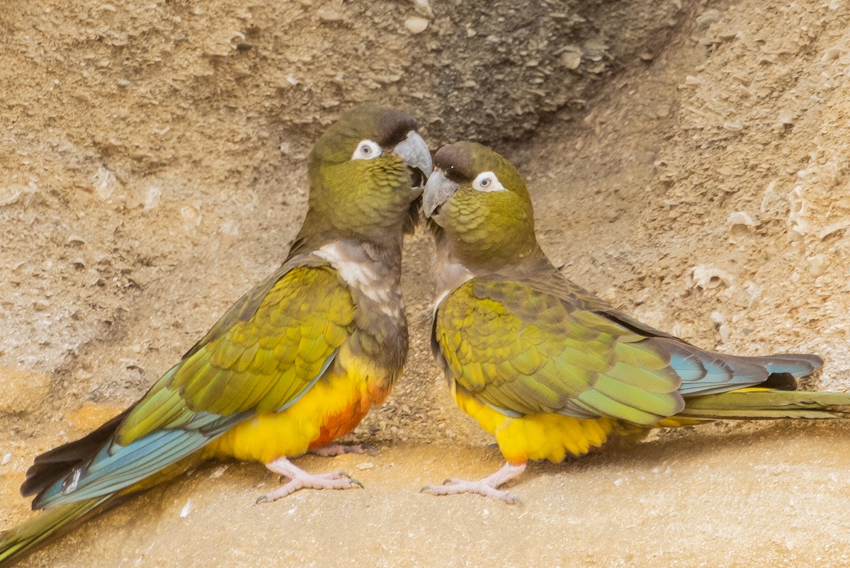 Burrowing Parakeet - Pablo Andrés Cáceres Contreras