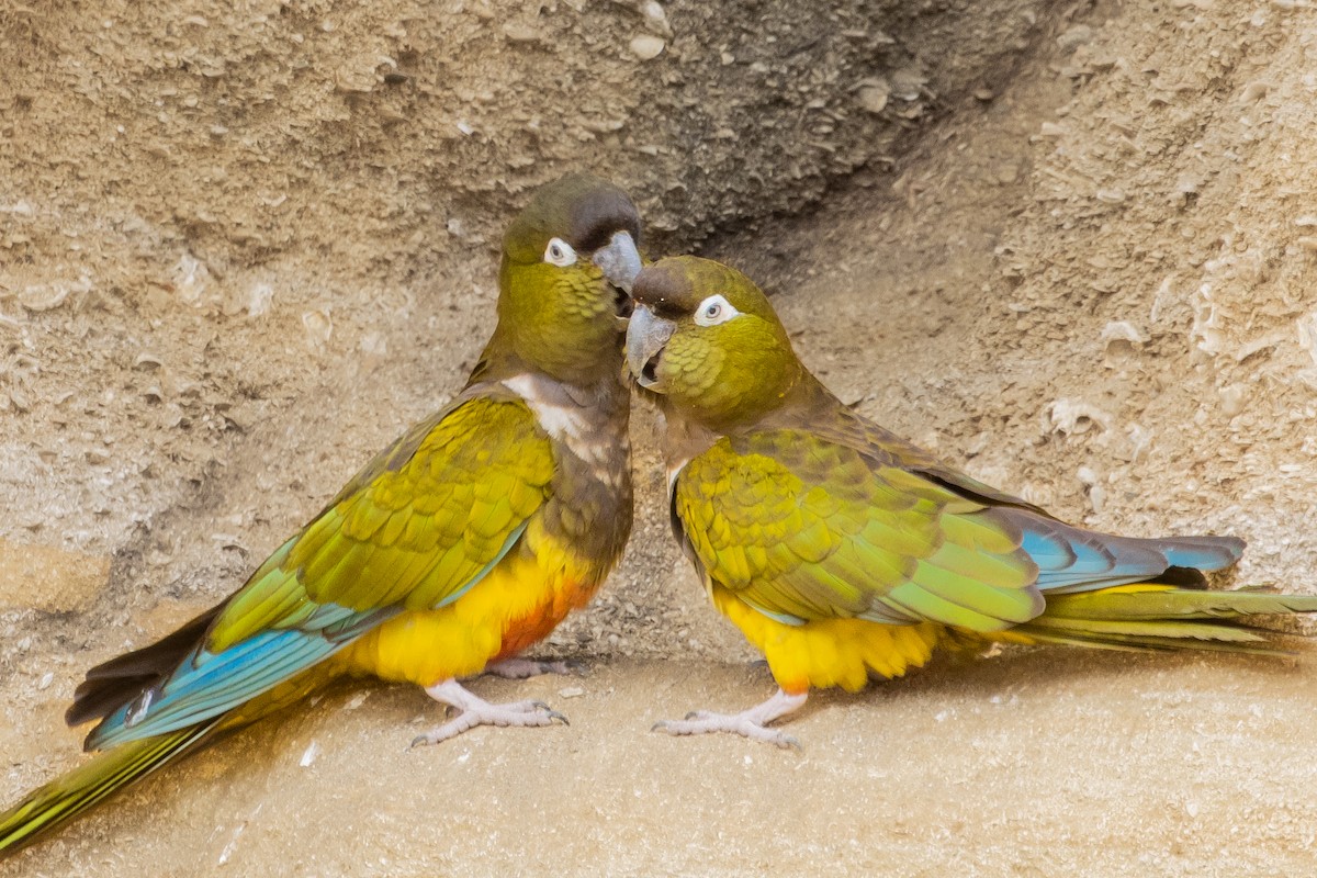 Burrowing Parakeet - Pablo Andrés Cáceres Contreras