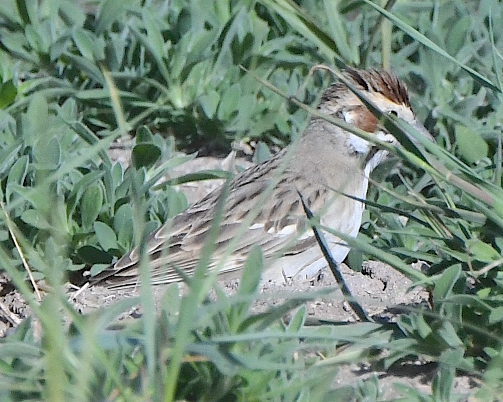 Lark Sparrow - Ted Wolff