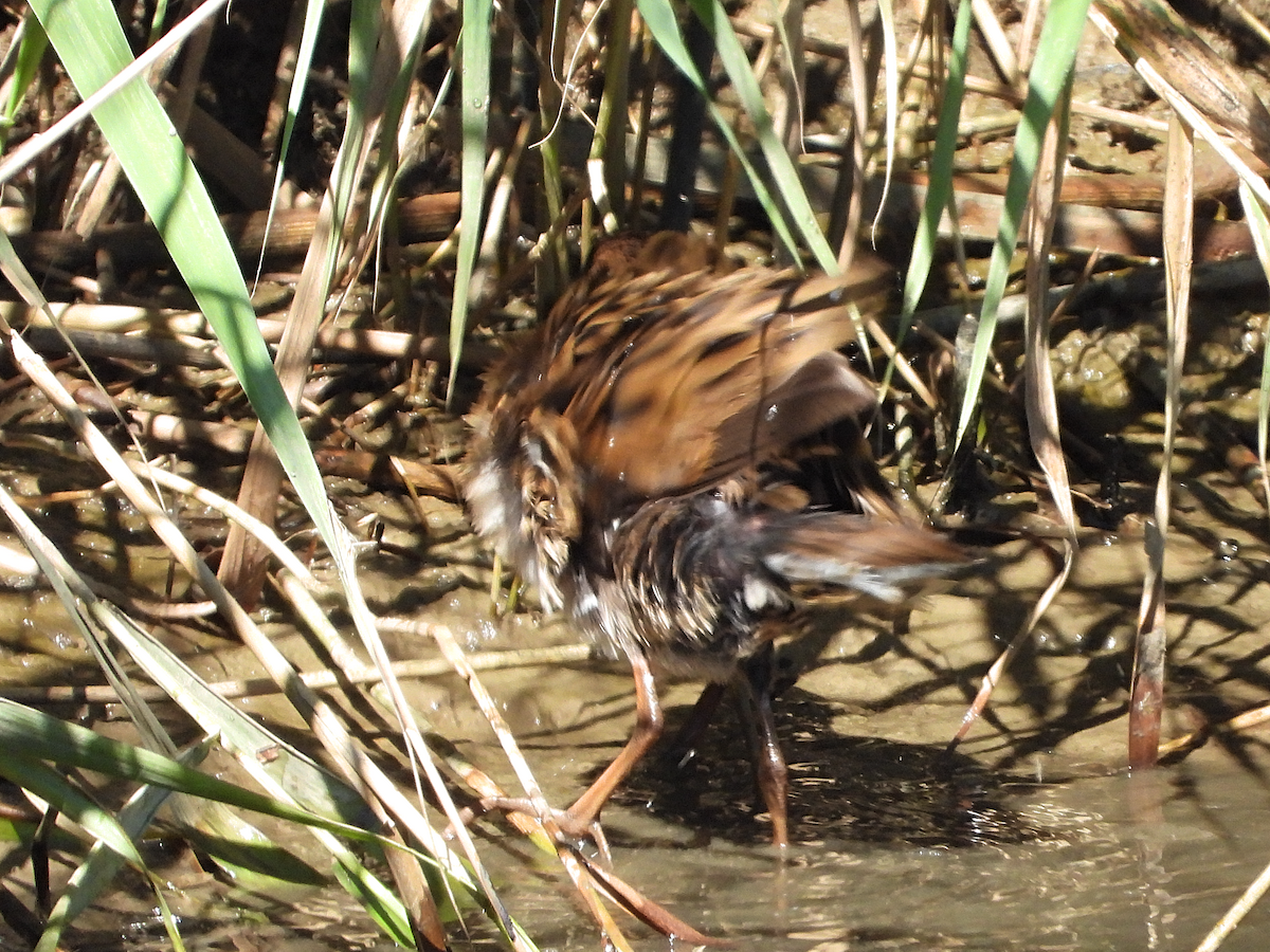 Water Rail - ML621476788