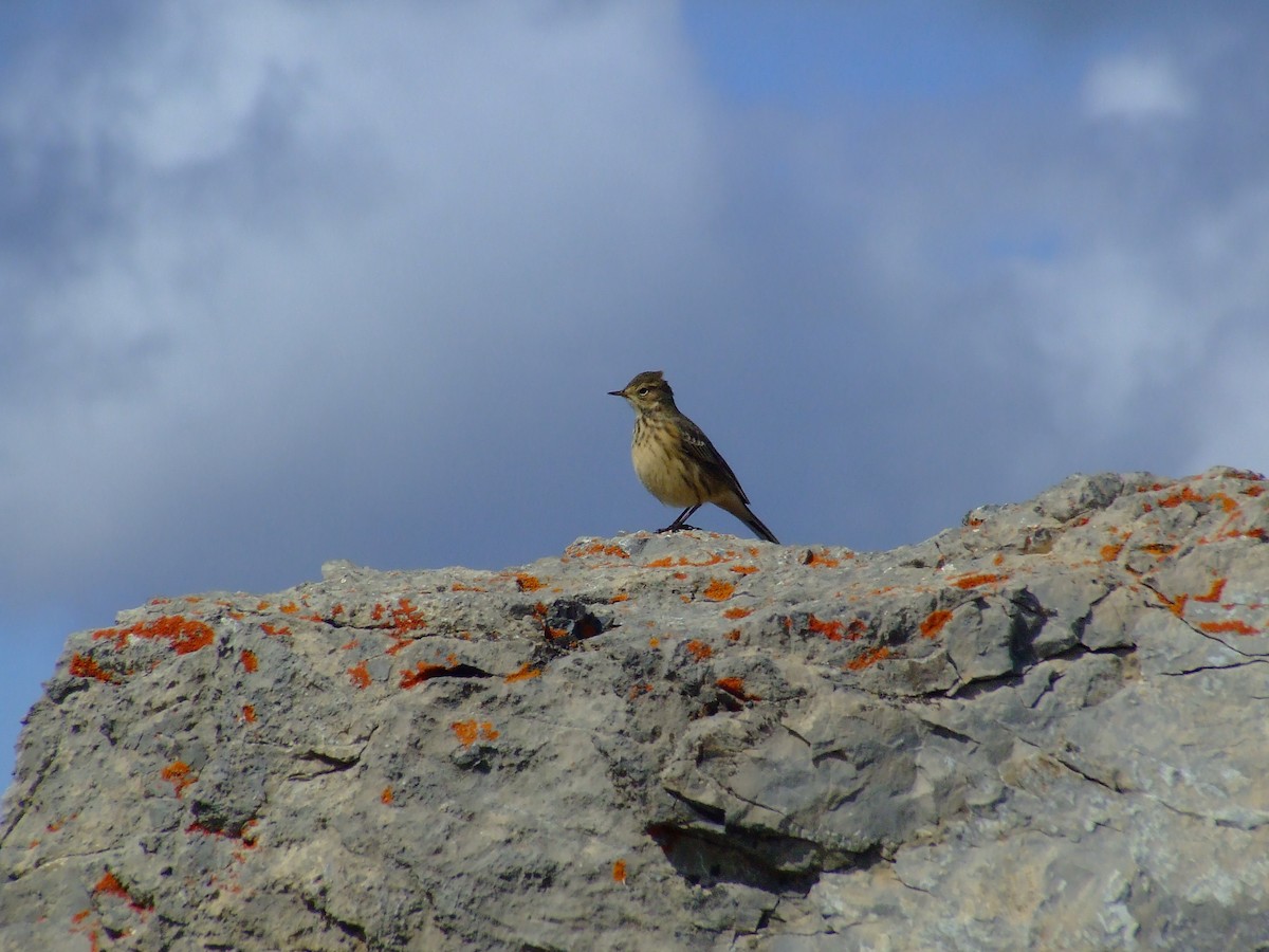 American Pipit - ML621476805
